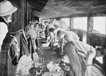 Sheep Shearing Shed, Queensland, 1900 körül, az 1908-ban megjelent „Under the Southern Cross – Glimpses of Australia” c.